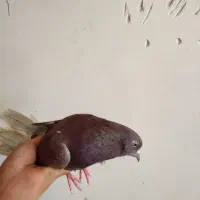 کفتر
