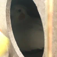 عروس هلندی جفت مولد|پرنده|قروه, |دیوار