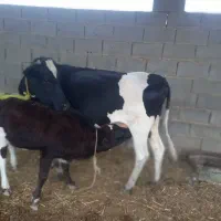 گاو گوساله ماده