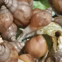 حلزون درمانی