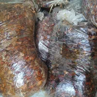 خرما|حراج|خمینی‌شهر, |دیوار