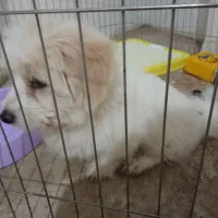 سگ نژاد دار پاکوتاه همه ی واکسن هاش خورده شده