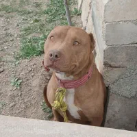 سگ پیتپول ماده 4 ساله