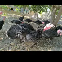 بوقلمون|حیوانات مزرعه|مشهد, هفده شهریور|دیوار