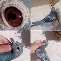 کفتر یا کبوتر