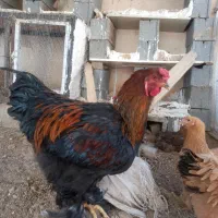 خروس برهما|حیوانات مزرعه|سپیدان, |دیوار