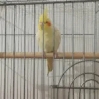 عروس هولندی لوتینو|پرنده|بندر امام خمینی, |دیوار