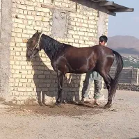 فروش کره اسب کرد نریان