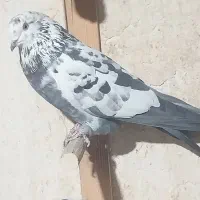 کبوتر خوب|پرنده|ابهر, |دیوار