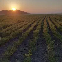 فروش دوهکتارزمین دیم باکلانی کوزران سندتکبرگ