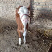 گوساله نر