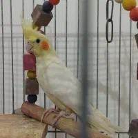 عروس هلندی به قیمت تهران