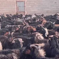 بز فروشی جوان دورگ|حیوانات مزرعه|شیراز, کوشک میدان|دیوار