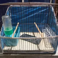 قفسه|لوازم جانبی حیوانات|شیراز, دارالرحمه|دیوار