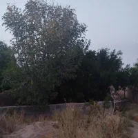 خانه باغ در جوپار|فروش خانه و ویلا|ماهان, |دیوار