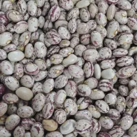 لوبیا چیتی استان فارس