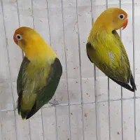 کوتوله یووینگ گلد