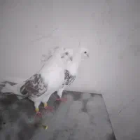 کفتر