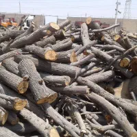 خرید درخت|خدمات باغبانی و درختکاری|موچش, |دیوار