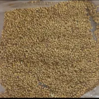 بذریونجه جیغاتی