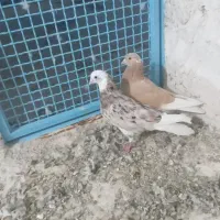کفتر