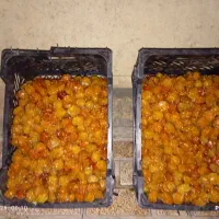 آلو خورشتی|خوردنی و آشامیدنی|تهران, نعمتآباد|دیوار