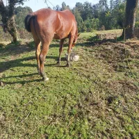 اسب|اسب و تجهیزات اسب‌سواری|سیاهکل, |دیوار