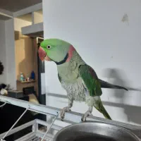 شاه طوطی جفت مولد|پرنده|رباطکریم, رباطکریم|دیوار