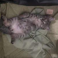 واگذاری گربه سه ماهه رایگان فوری
