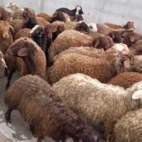 بره|حیوانات مزرعه|بوکان, |دیوار