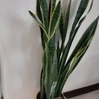 سانسوریا ابلق