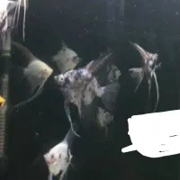 ماهی آنجل مولد و پیش مولد و کالر ویدئو