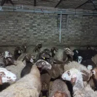 میش وبره جوان یکدست