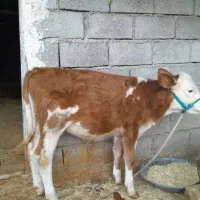 گاو و گوساله