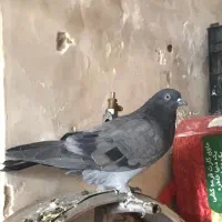 دوتا سبز پاکستانی پرشی