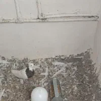 طوقی ماده|پرنده|دوگنبدان, |دیوار