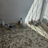 کفتر گرفتنی