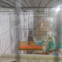 مرغ عشق اسپانگل رینبو با تخم|پرنده|فولادشهر, بوستان خلیج فارس|دیوار