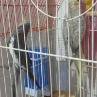 یک جفت عروس هلندی|پرنده|شیروان (خراسان), |دیوار