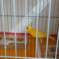 قناری|پرنده|خورموج, |دیوار