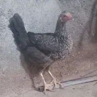 ۵۰۰۰۰۰