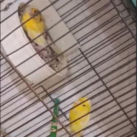 قناری نروماده با جوجه