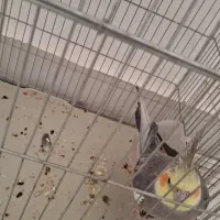 عروس هلندی آهوی