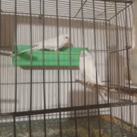 یک جفت مرغ عشق جوان|پرنده|بهار, |دیوار