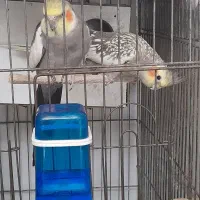 تعدادی عروس هلندی نرو ماده