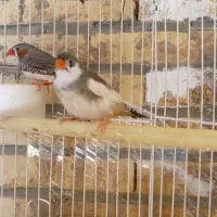 فنچ|پرنده|سیرجان, |دیوار