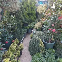 کارهای باغبانی گل کاری وهرسکاری وسمپاشی همه جا|خدمات باغبانی و درختکاری|تهران, سید خندان (جلفا)|دیوار