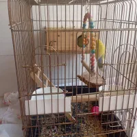 طوطی برزیلی