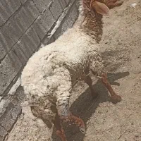 گوسفند