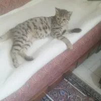 واگذاری گربه|گربه|ارومیه, |دیوار